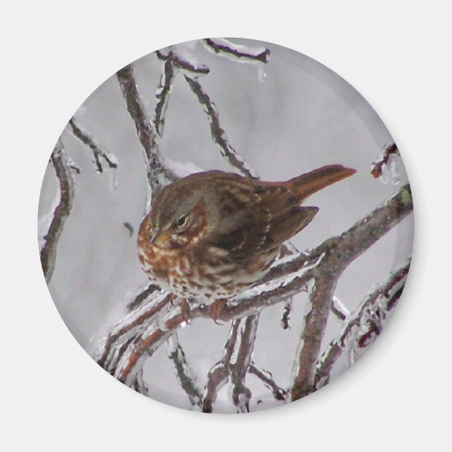Íman Fox Sparrow (Frente)