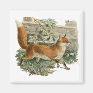 Íman Fox Vermelha no País Russo Ilustração de Algodão