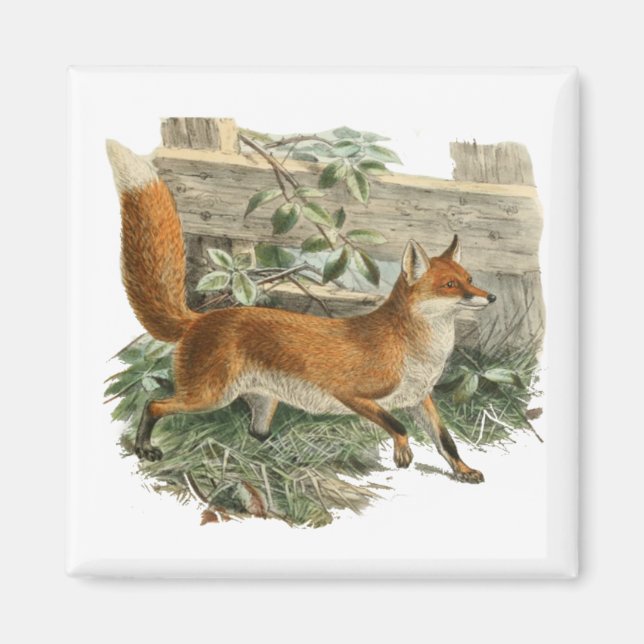 Íman Fox Vermelha no País Russo Ilustração de Algodão (Frente)