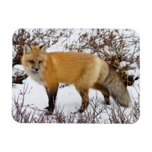 Íman Fox vermelho na neve no inverno