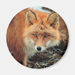 Íman Fox vermelho no cabo Newenham