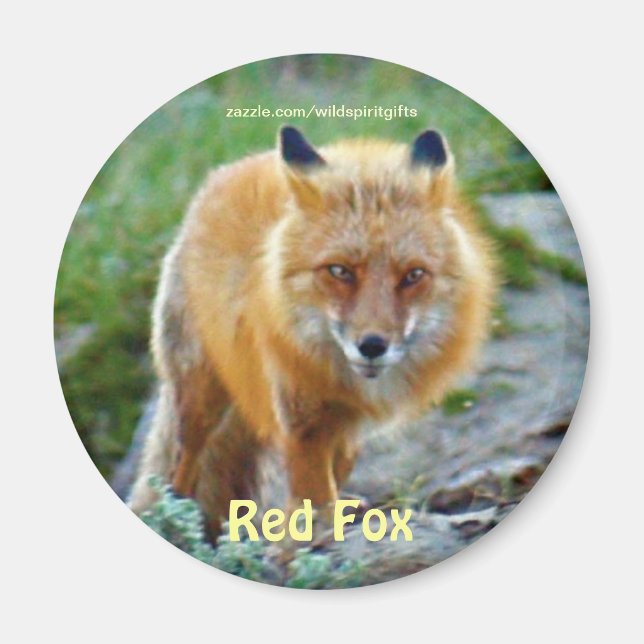 Íman Fox Vixen Wildlife Art Magnet (Frente)