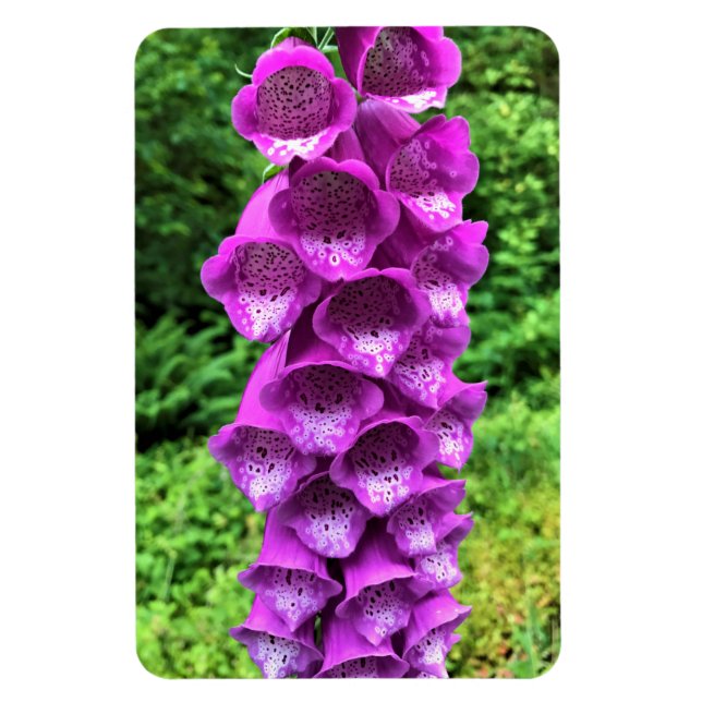 Íman Foxglove Flowers, Oregon (Vertical)