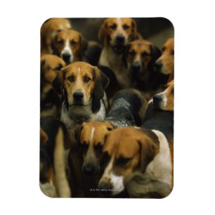 Íman Foxhounds da caça, blazeres de Galway, Ireland