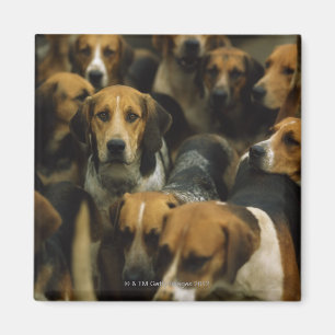 Íman Foxhounds da caça, blazeres de Galway, Ireland