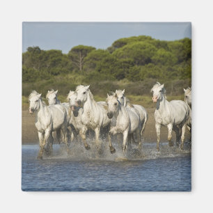 Íman França, Camargue. Cavalos correm através do estuár
