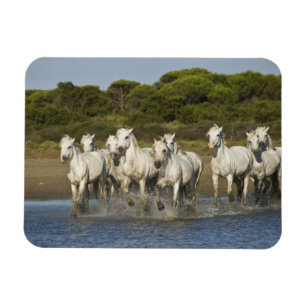 Íman França, Camargue. Cavalos correm pela foz 3