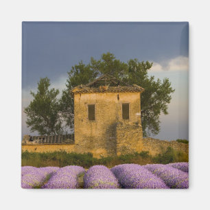 Íman França, Provença. Campo de lavanda e