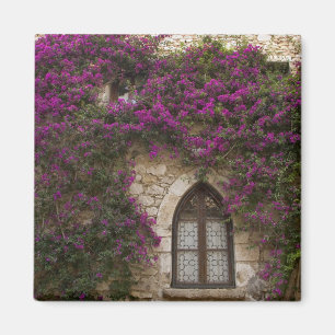 Íman França, Provença, Eze. Rosa brilhante
