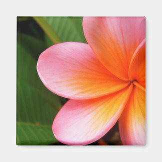 Íman Frangipani Magnet
