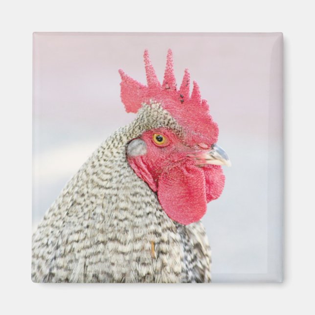 Íman Frango Barred Plymouth Rock (Frente)