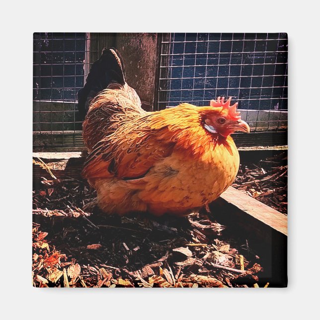 Íman Frango laranja (Frente)