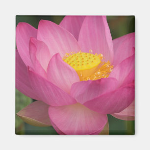 Íman Franklin NC, Jardim da Água de Perry, Lotus 2