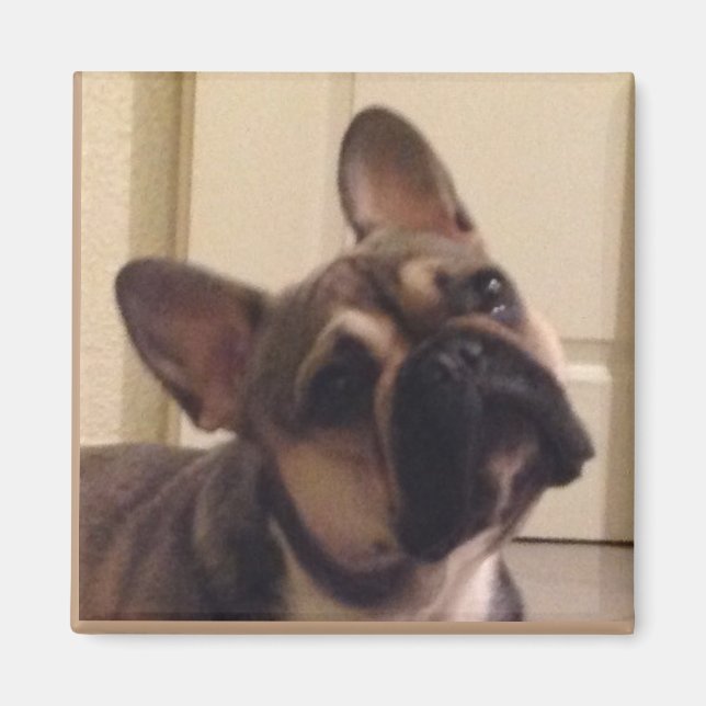Íman Französische Bulldogge (Frente)