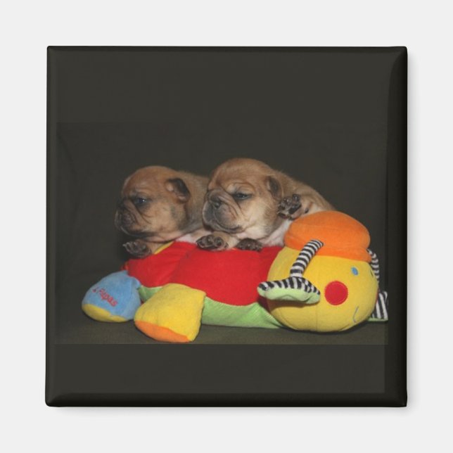 Íman Französische Bulldoggen Welpen Magnet (Frente)