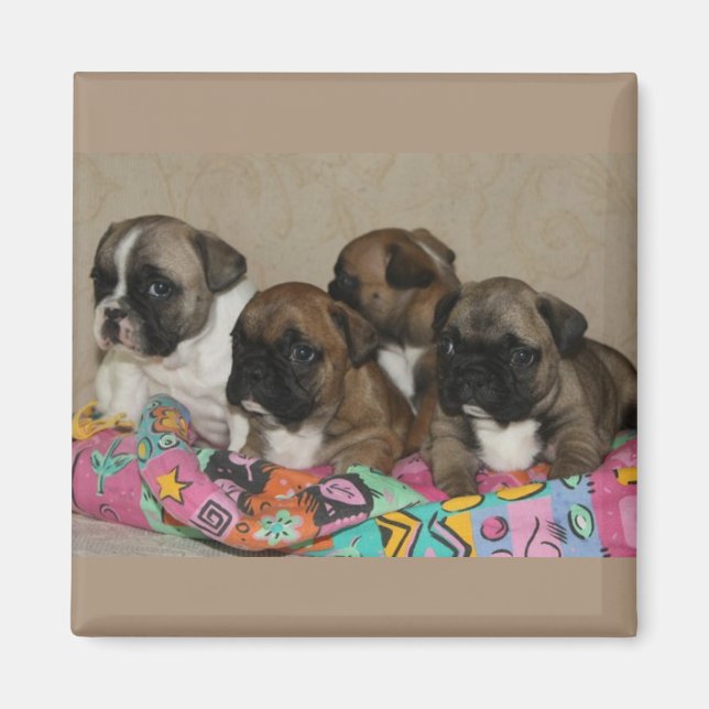 Íman Französische Bulldoggen Welpen Magnet (Frente)