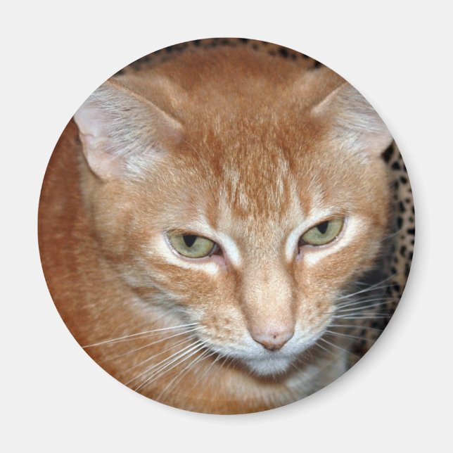 Íman Freddie Magenet (Frente)