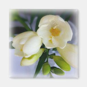Íman freesia amarela branca