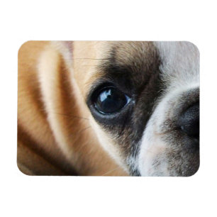 Íman Frenchton Enrolado Em Frente, Olhos, Nariz