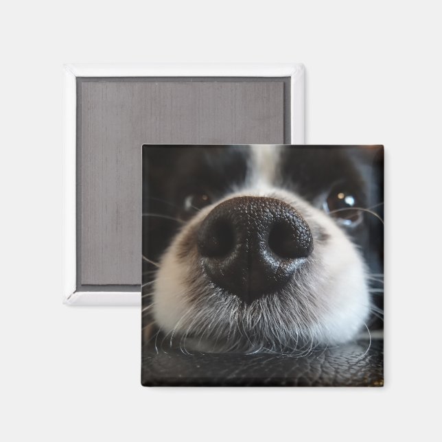 Íman Frente de Collie Nose, Fronteira Corta (Front/Back)