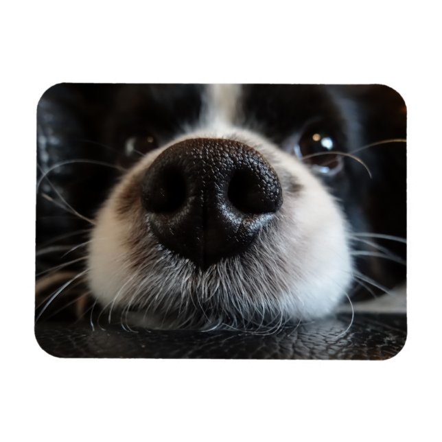 Íman Frente de Collie Nose, Fronteira Corta (Horizontal)