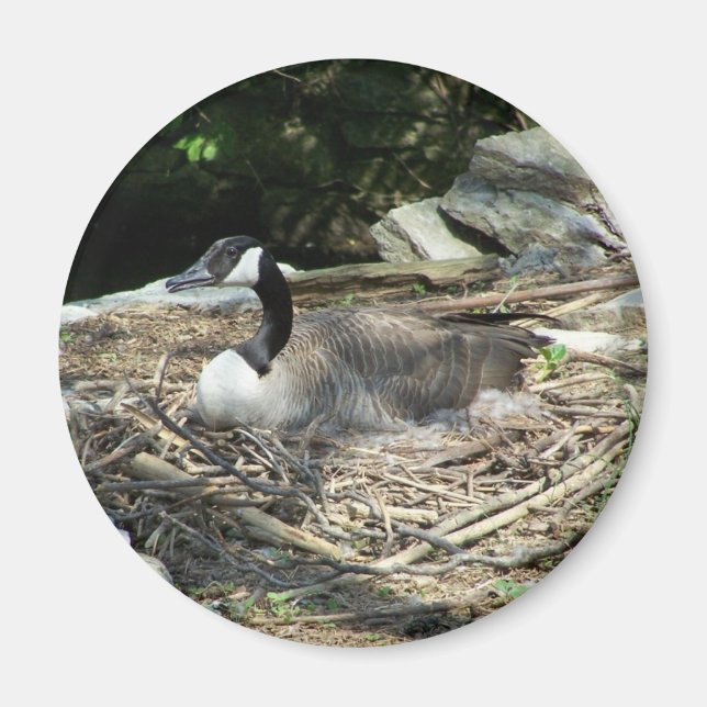 Íman 'Fridge Goose Magnet (Frente)