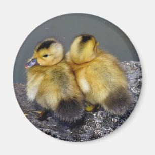 Íman Frigo do ímã