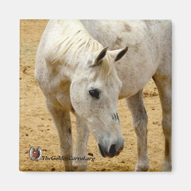 Íman Frigorífico Magnet "Lester" (Frente)