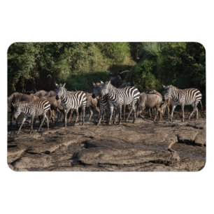 Íman Frigorífico Magnet O Modelo de Fotografia 4 x 6