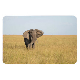 Íman Frigorífico Magnet O Modelo de Fotografia 4 x 6