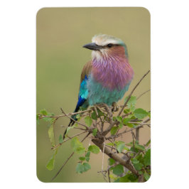 Íman Frigorífico Magnet O Modelo de Fotografia 4 x 6