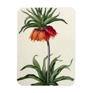 Íman Fritillaria Imperialis de, "Les Lilacees", 1802-