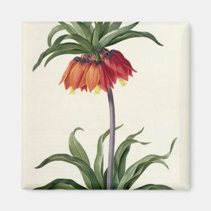 Íman Fritillaria Imperialis de, "Les Lilacees", 1802-