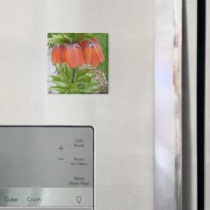 Íman Fritillaria Imperialis Laranja Flores