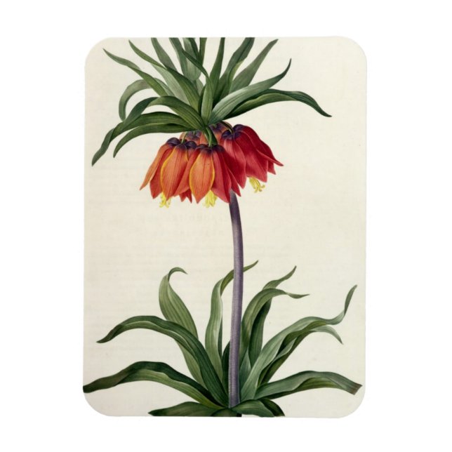 Íman Fritillaria Imperialis, Les Lilacees, 1802- (Vertical)