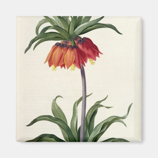 Íman Fritillaria Imperialis, Les Lilacees, 1802- (Frente)