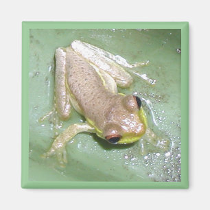 Íman Froglet