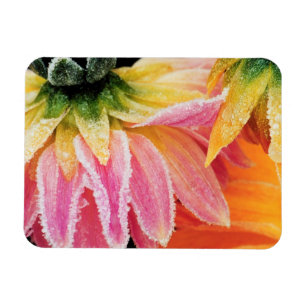 Íman Frost on the last blooms of the fall - Dalhia -