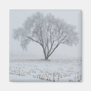 Íman Frost sobre uma árvore Solitário