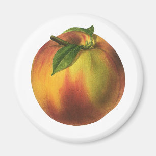 Íman Fruta da comida do vintage, pêssego orgânico