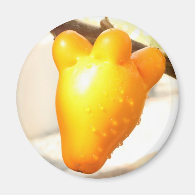 Íman Fruta da face da raposa (Solanum mammosum) (Frente)