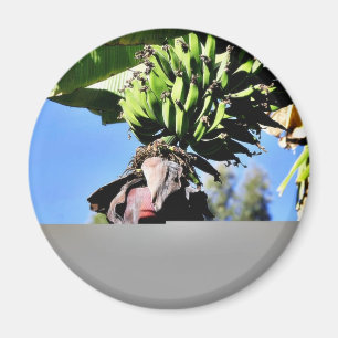 Íman Fruta das bananas