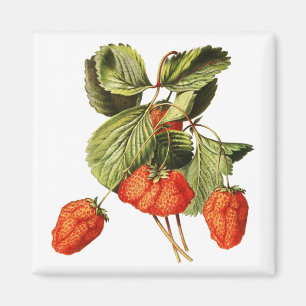 Íman Fruta de morango Ilustração botânica