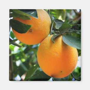Íman Fruta fresca - ímã das laranjas