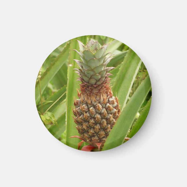 Íman Fruta tropical de ananás selvagem na natureza (Frente)