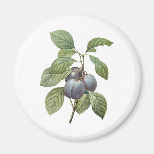Íman Frutas Alimentícias Antigas, Ameixas de Jardim Rox