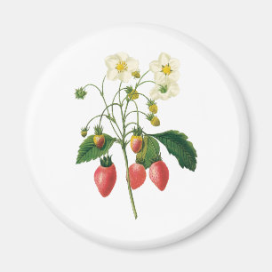 Íman Frutas Vermelhas de Frutas Antigas por Redoute