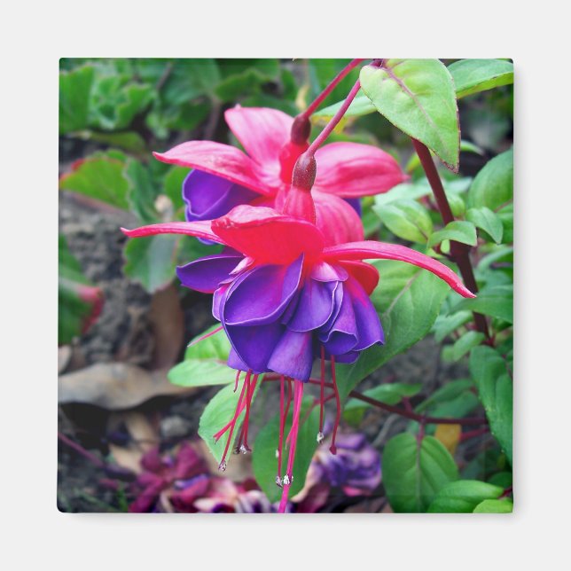 Íman Fuchsia 'Olhos Azuis' (Frente)