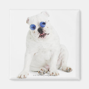 Íman fundo branco, buldogue branco, azul matizado