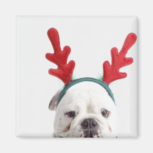 Íman fundo branco, buldogue masculino branco, vermelho